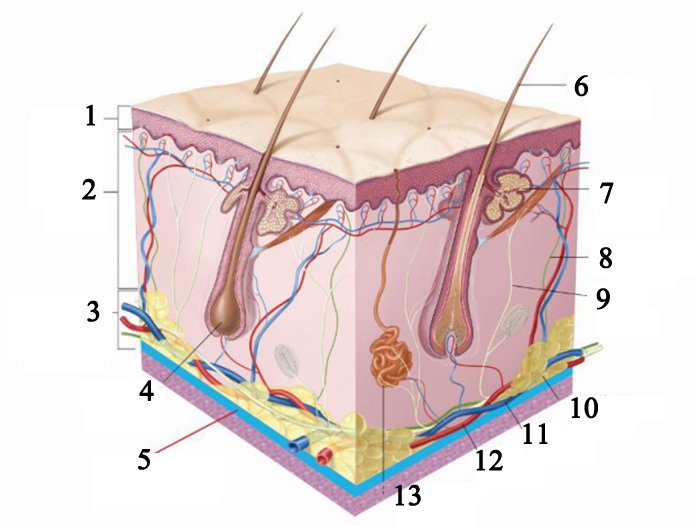 3D HIFU Skin Tightening and Lifting Device